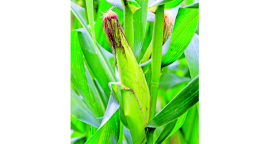 Producción agrícola, en riesgo
