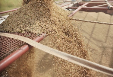 Arroz de primera llega a los comercios