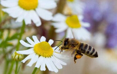 Científicos galos descubren que los insectos fabrican conceptos abstractos