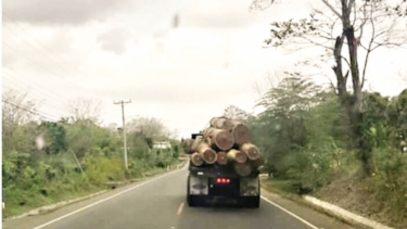 Persiste la tala de bosques pese a la medida de  cuarentena