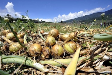 Asamblea evaluará restricción de la importación de cebolla en época de cosecha