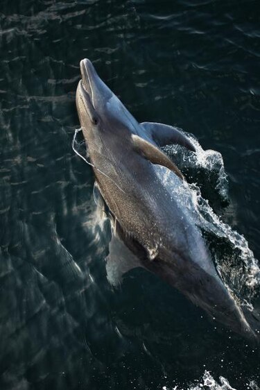 Delfines reproducen los sonidos que escuchan durante el sueño