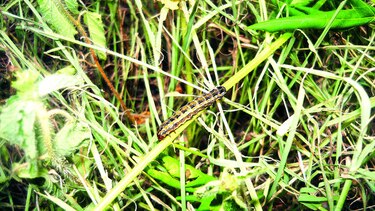 Plaga de langostas devora pastizales de Los Santos