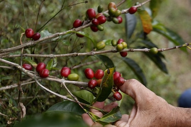 La producción de café de Colombia cae un 13% en marzo