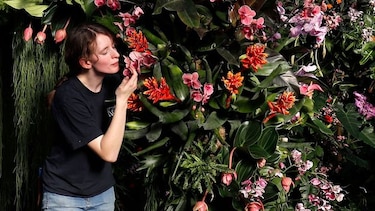 Londres celebra con 10 mil orquídeas la biodiversidad única de Colombia