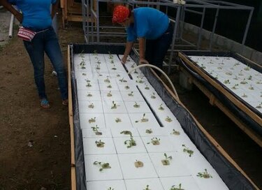 Reclusas aprenderán agricultura hidropónica con apoyo de la ONU