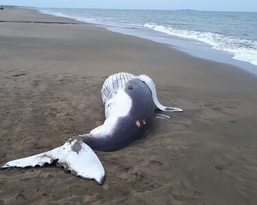 Toman muestras a cadáver de ballena hallada en Pedasí