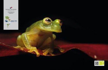 Especies de las rana cristal y lémur son incluidas en las acciones para evitar su comercialización 