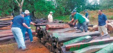 Tala ilegal, una amenaza sobre Panamá este y Darién  