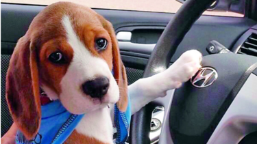 Consentidos: ‘Lukas’, el juguetón