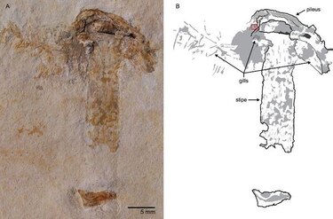 Hallan la seta más antigua, que compartió la Tierra con los dinosaurios