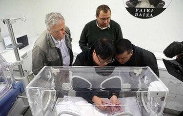 Nace un panda en un zoológico belga