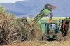 Bioeconomía, una respuesta estratégica frente a la crisis global
