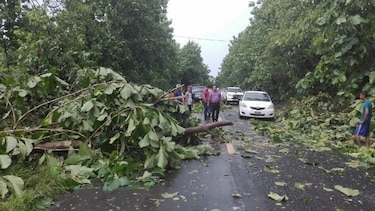 Ráfagas de viento derriban unos 200 árboles en Río de Jesús, Veraguas