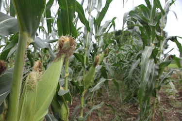 Contraloría refrenda expedientes de pagos por 15 millones de dólares para productores