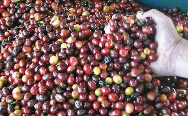 Exportación de café cae por cuarto mes consecutivo