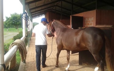 En Herrera refuerzan controles por sospecha de encefalitis equina