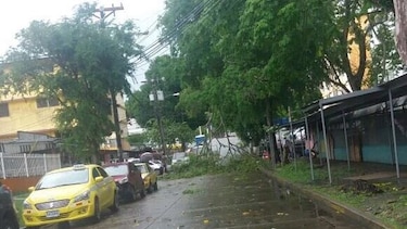 Caen árboles en varios puntos de la capital y Panamá Oeste