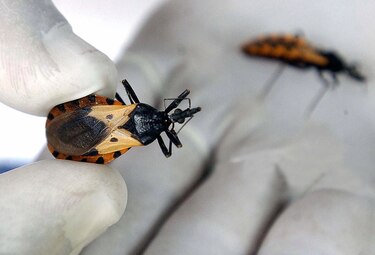 Siete de cada diez personas con Chagas en las Américas ignoran que sufren la enfermedad: OPS