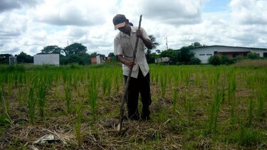 Implementan programa de seguridad alimentaria en Azuero