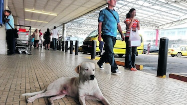 Un paso por los animales