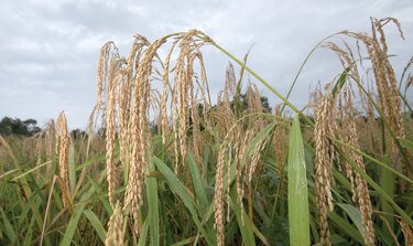 600 mil quintales de arroz se importarían de  Suramérica