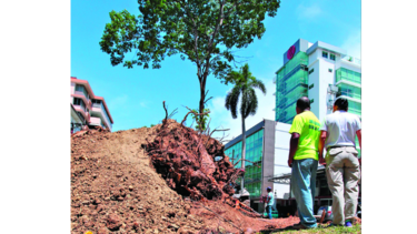 Polémica por tala de ficus