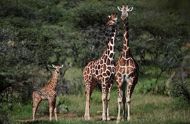 La jirafa y la amenaza de ‘extinción silenciosa’ en África