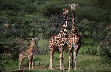 La jirafa y la amenaza de ‘extinción silenciosa’ en África