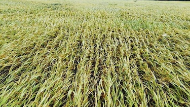 Los Santos: 700 hectáreas de cultivos agrícolas son afectadas por lluvias