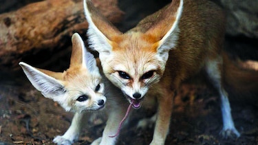 Nacen cuatro zorros fennec en zoo de israel