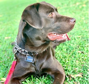 Transformando adiós en vida: un tributo eterno a las mascotas
