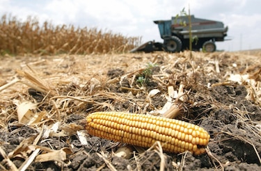México aumentará importación de maíz para aliviar precios 