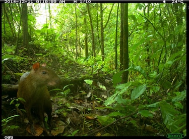 Corredores de biodiversidad