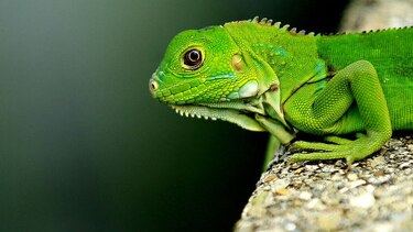 Una iguana suelta ocasiona vuelco de autobús y tres heridos