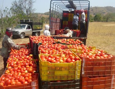 Gobierno aprueba tramitar $50 millones extra para créditos al agro