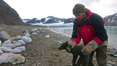Una zorra polar recorre 3,500 km sobre capa de hielo en menos de 80 días