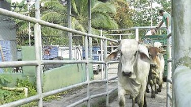Detectan contrabando de reses en área fronteriza
