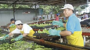 Trabajadores de bananera San Bosco temen su cierre