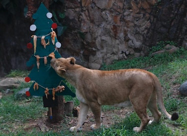 La Navidad llega al zoológico de Cali con un banquete para los animales