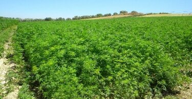 Cáñamo, el nuevo tabaco al que Kentucky está apostando