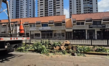 Alcaldía de Panamá alega que taló los árboles en Marbella ‘por la seguridad de los peatones’