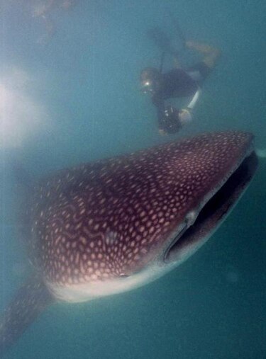 Galápagos vigila por satélite a los gigantes del mar: los tiburones ballena
