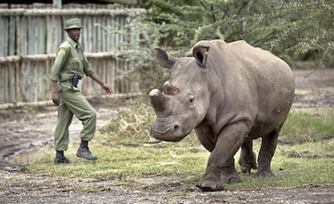 El rinoceronte ‘más viejo del mundo’ muere en Tanzania