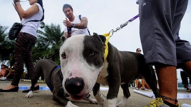 Panamá se unirá a la marcha por las razas caninas consideradas peligrosas
