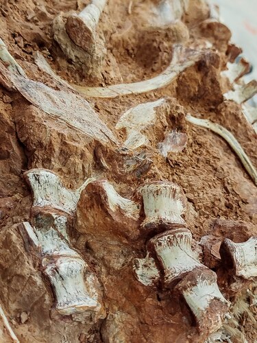 Las inundaciones en Brasil revelaron un fósil de dinosaurio de 233 millones de años