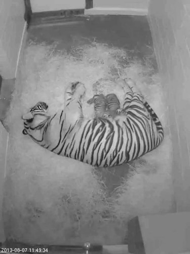 Nacen dos raros tigres de Sumatra en zoo de EU