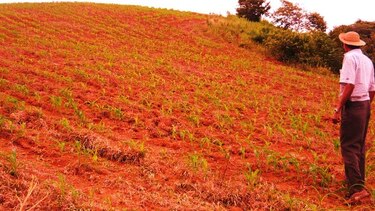 Reportan mil 500 hectáreas de maíz afectadas por falta de lluvias