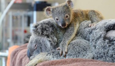 Koala de seis meses no deja de abrazar a su madre durante operación