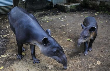 Nicaragua lucha para salvar tapires centroamericanos en peligro de extinción